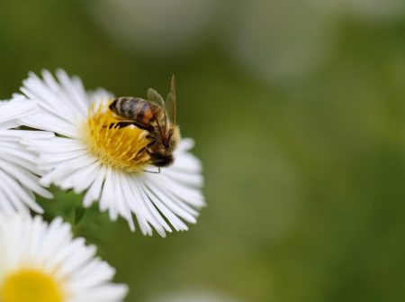 bee, honey bee, insect-7478585.jpg