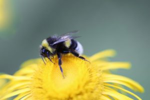 bee, insect, flower-7474196.jpg