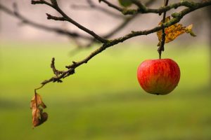 red apple, hanging, branch-7535412.jpg