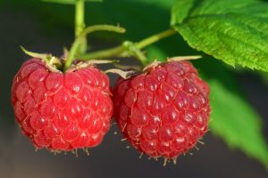 raspberries, red, fruit-3454504.jpg