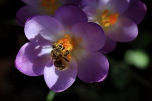 crocus, bee, honey bee-7802527.jpg