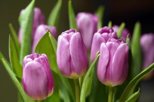 tulips, flowers, plants-7797635.jpg